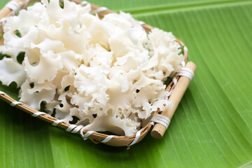 Cauliflower mushroom or cauliflower fungus