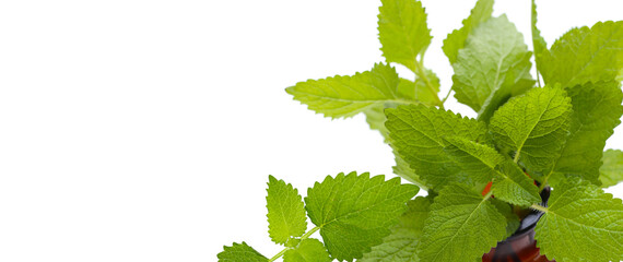 Fresh lemon balm on white background.