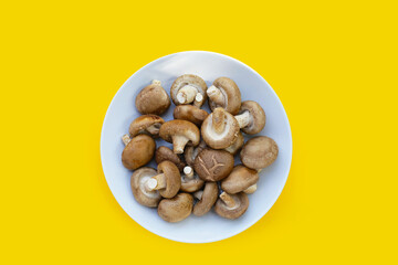 Fresh shiitake mushrooms on yellow background.