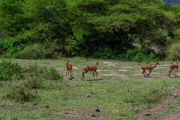 Wild Thomson's gazelles in the African savannah