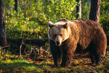 Fototapeta premium brown bear in the forest