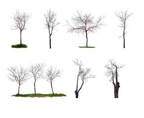 Collection of trees, leafless trees isolated on white background with clipping path