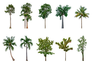 Collection of trees, trees isolated on white background with clipping path