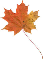 Realistic maple leaf.