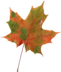 Obraz premium Realistic maple leaf.