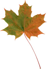 Realistic maple leaf.