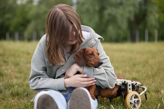 Girl takes care of a paralysed dog in wheelchair