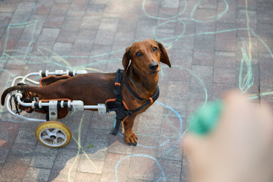 Owner playing with injured dog in a wheelchair