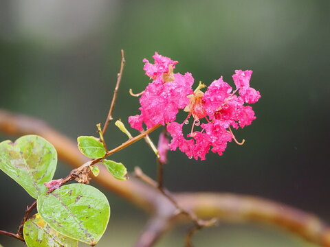 サルスベリの花