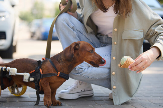 Owner Giving A Treat To A Paralysed Dog In A Wheelchair