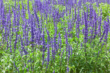 The field of Salvia Farinacea also known as Mealycup blue sage, blooming in sunny day