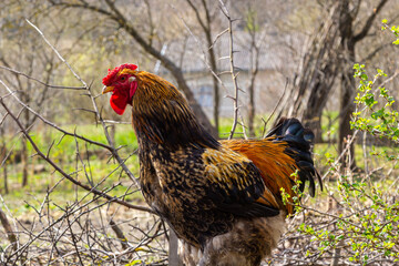 Beautiful Rooster,Rooster bantam colorful standing on the green lawn