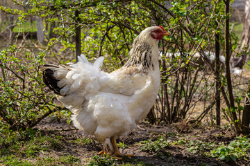 Beautiful Rooster,Rooster bantam colorful standing on the green lawn