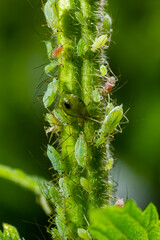 Macrosiphum rosae, the rose aphid is an aphid of the family Aphididae, Hemiptera