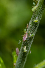 Macrosiphum rosae, the rose aphid is an aphid of the family Aphididae, Hemiptera