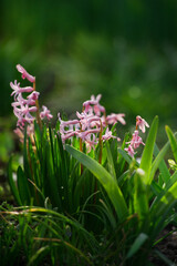 Beautiful hyacinths with gentle pink flowers growing in the garden covered with evening sun beams