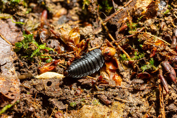 Larva of large carrion beetles, carrion beetles or burying beetles Silphidae