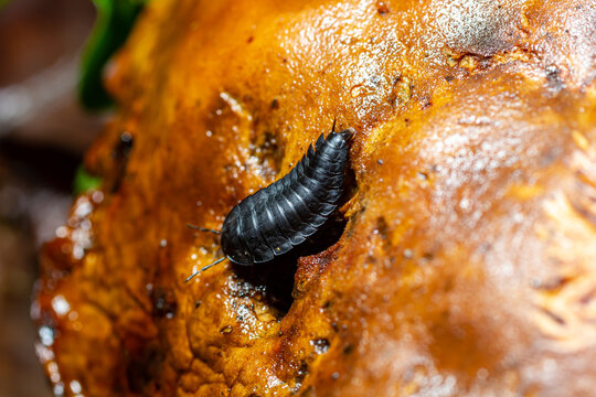 Larva of large carrion beetles, carrion beetles or burying beetles Silphidae