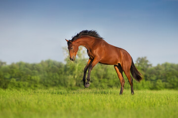 Horse run on green field