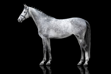 Obraz na płótnie Canvas Horse in bridle close up exterior