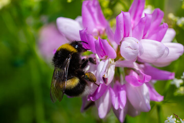 Closeup on a European small garden bumblebee, Bombus hortorum, drinking nectar form a purple thistle flower