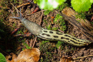 Limax maximus - leopard slug crawling on the ground among the leaves and leaves a trail