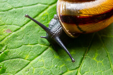 Oxychilus alliarius , commonly known as the garlic snail or garlic glass-snail