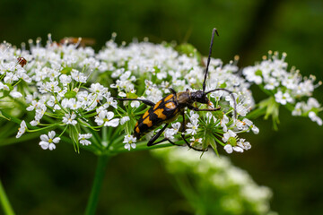 Closeup on a Spotted longhorn beetle, Leptura maculata on the white flower of a Wild carrot, Daucus carota