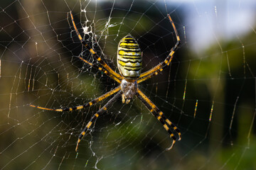 Closeup of exotic striped argiope bruennichi orb web spider sitting on cobweb against blurred...