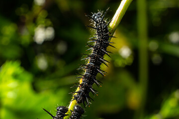 caterpillars of a European peacock butterfly on green leaves they feed on