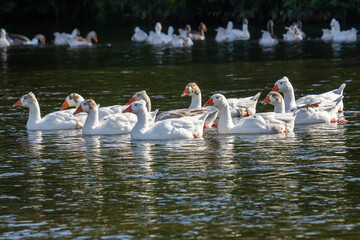 A domestic goose is a goose that humans have domesticated and kept for their meat, eggs, or down...