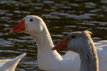 A domestic goose is a goose that humans have domesticated and kept for their meat, eggs, or down feathers. Domestic geese have been derived through selective breeding from the wild greylag goose