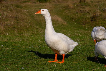 Naklejka na ściany i meble A domestic goose is a goose that humans have domesticated and kept for their meat, eggs, or down feathers. Domestic geese have been derived through selective breeding from the wild greylag goose