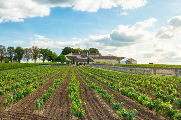 Fototapeta na wymiar Rows of young grape vine on vineyards of Saint Emilion, Bordeaux. Wineyards in France. Wine industry. Agriculture and farming concept