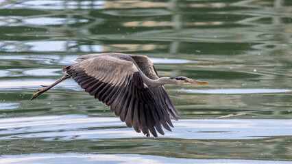 Grey heron in flight over a body of water