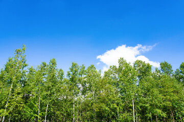 夏の北海道美瑛・富良野　白樺林