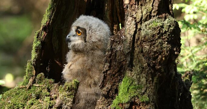 Fluffy owl chick. Beautiful young eurasian eagle owl, Bubo bubo, perched in rotten decayed stump, waiting for feed. Adorable juvenile owl with orange eyes. Wild cub in nature habitat. Wildlife nature.