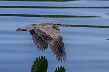Grey heron in flight over a body of water