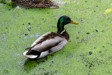 duck in the park