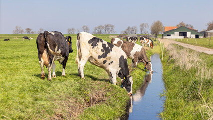 Cows drinking water, a creek in a field, a ditch, rural milker farming scène