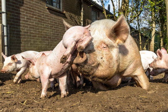 Playing pig and piglet happy and cute outside in the mud, fun care and affection
