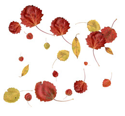 Colorful autumn leaves.