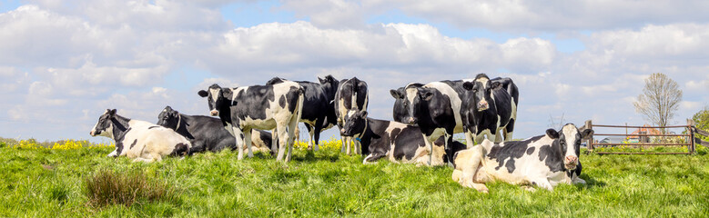 Group cows standing and lying in the tall grass of a green field, the herd side by side cozy...
