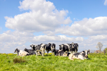 Group cows standing and lying in the tall grass of a green field, the herd side by side cozy together