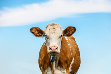 Large belly cow looking in front view, flies on the nose, red and white stock, happy and cute a...
