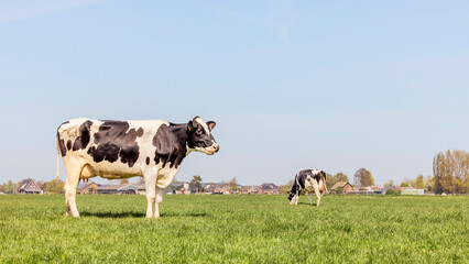 Cow milk cattle black and white, standing side view, Holstein cattle, a blue sky and horizon over...