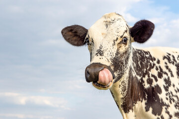 Young cow is nose picking with tongue, funny portrait of a freckled, spotty black and white head,...
