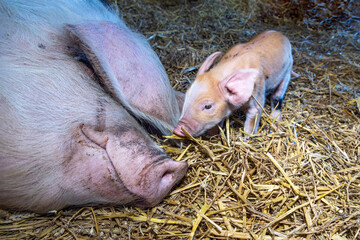 Piglet and mother pig big smiling, happy, piggy and sow, small nose big nose together