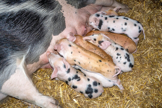 Suckling piglets drinking from mother pig's teat side by side in a barn on straw