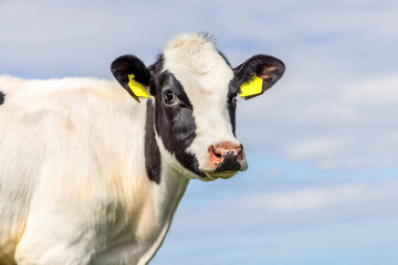 Shy young cow, looking cute, black and white, medium shot and blue background